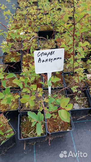 Спирея вангутта саженцы