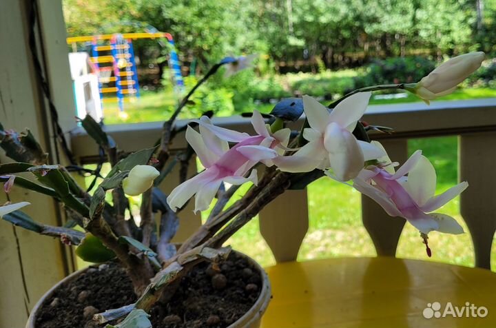 Декабрист шлюмбергера