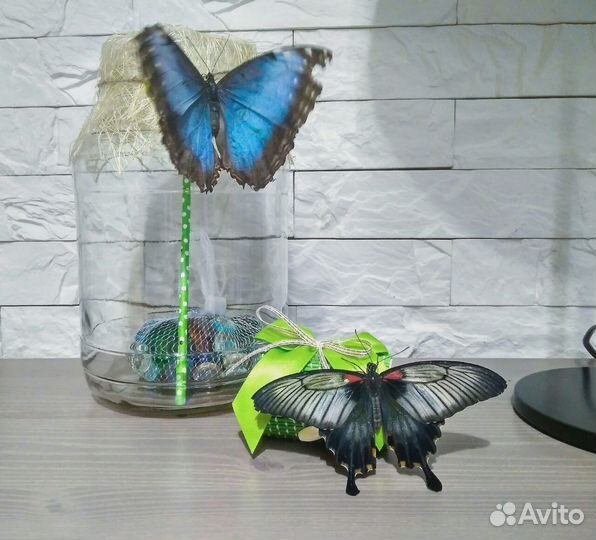 Домашний бабочкарий