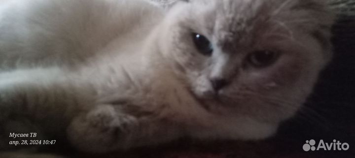 Сиамская вислоухая кошка