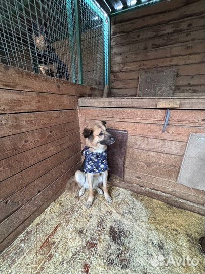 Собака в добрые руки