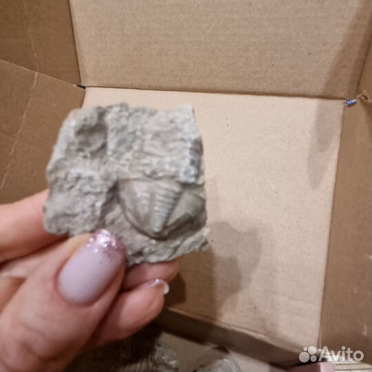 Окаменелости трилобит