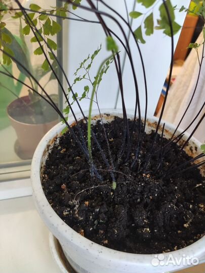 Папоротник Адиантум, спатифиллум, фикус