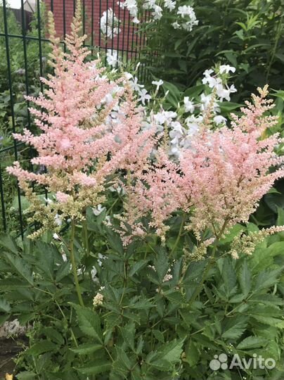 Астильба в ассортименте