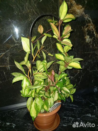 Хойя аустралис лиза