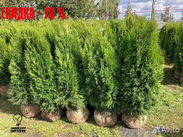 Туя западная смарагд 140-160. Туя 140 см. Туя западная смарагд (thuja occidentalis smaragd). Туя 140 см. Туя брабант экстра 140-160 см.