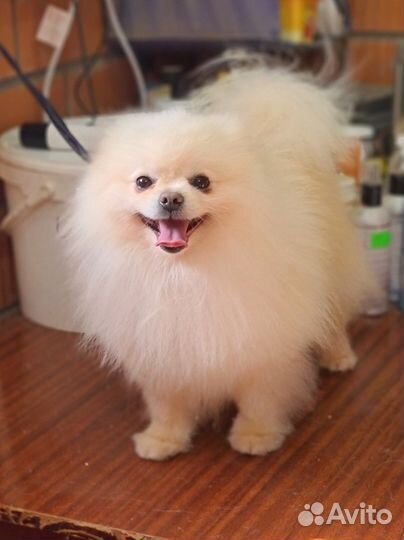 Померанский шпиц кобель на продажу