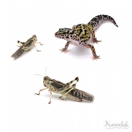 Сверчки, кормовые насекомые, корм для стрижей