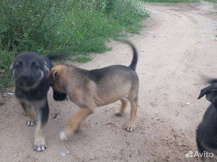 Щенки дворняжки бесплатно