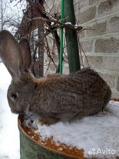 Продам кроликов на племя