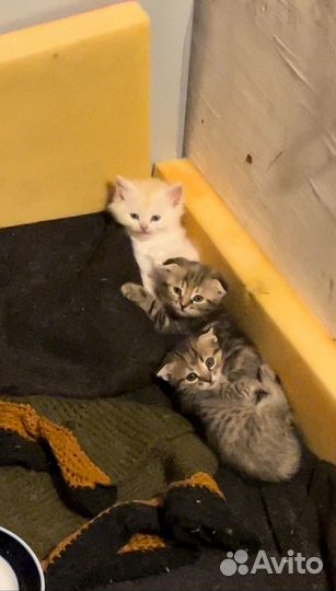 Котята в добрые руки