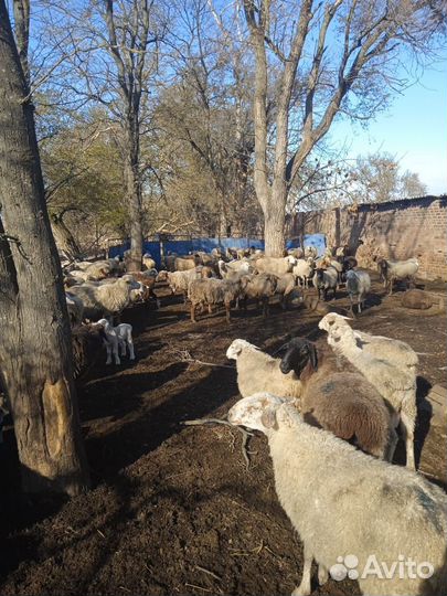 Овцы жирохвосты