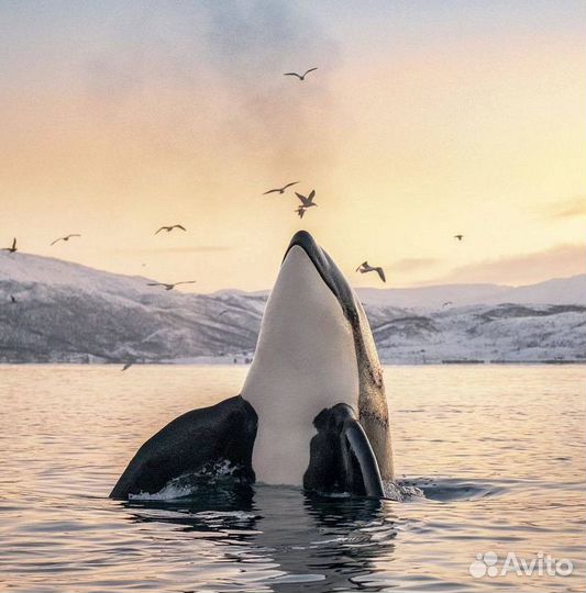 Поиск китов. Териберка