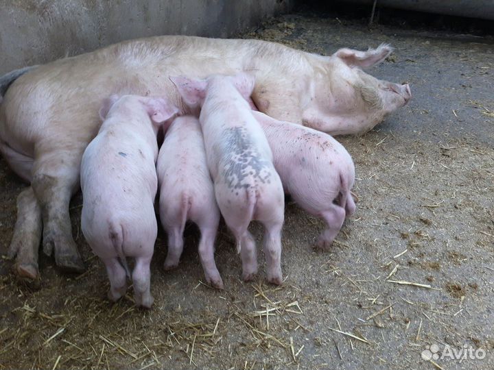 Барашек Катумский