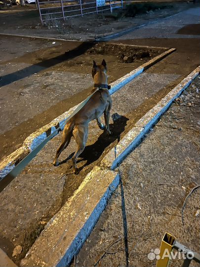 Амстафф Кабель ищет вязку