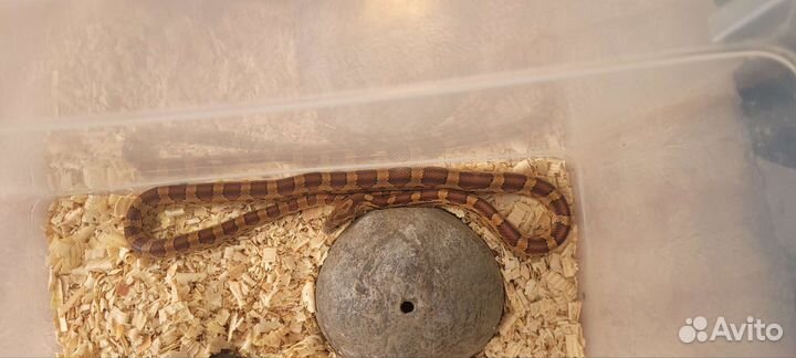 Змея моисовый полос