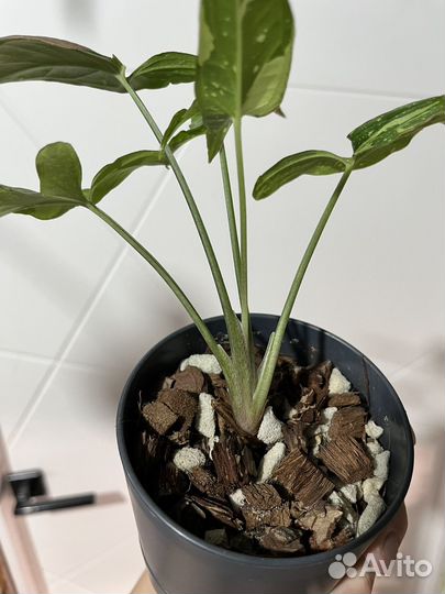 Сингониум ред спот триколор