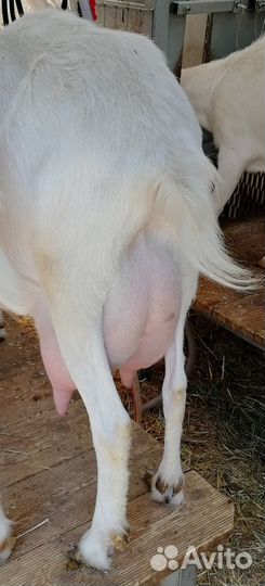 Козье молоко, сыр, масло