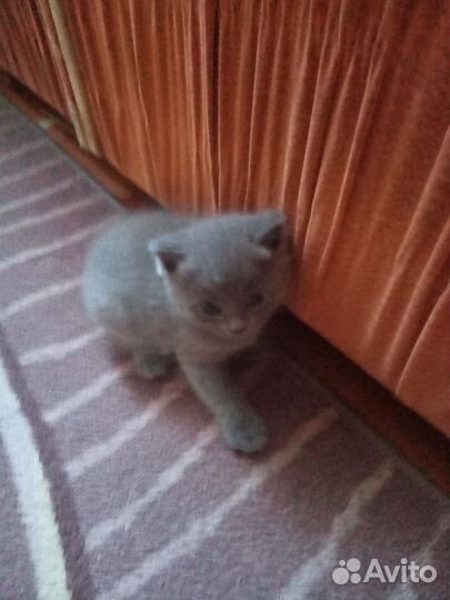 Британская