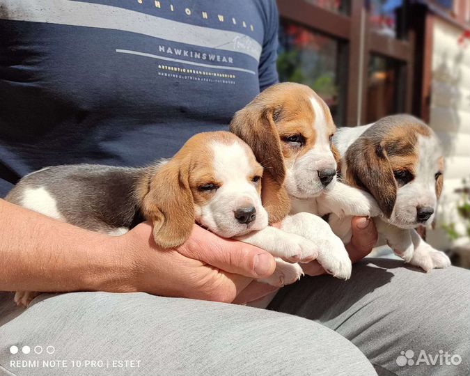 Щенки бигля