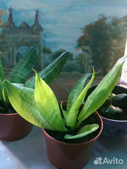 Сансевиерия ханни щучий хвост