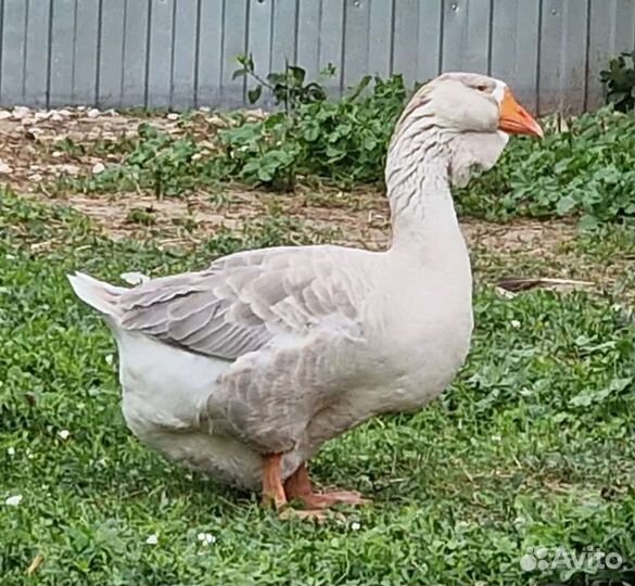 Холмогорские гуси редкого окраса