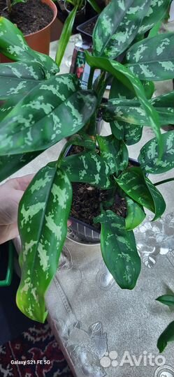 Аглаонема сильвер бей