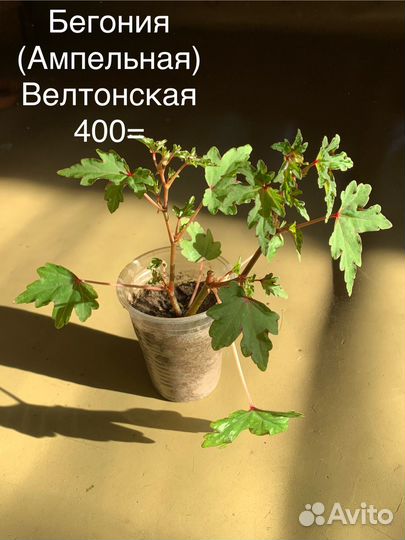 Комнатные растения