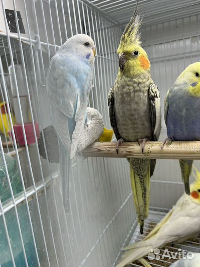 Выставочный попугай Чех