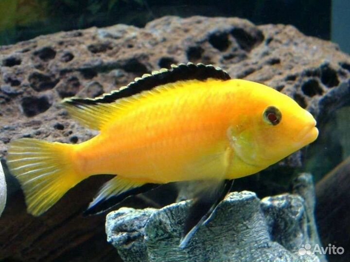 Цихлиды Африканские