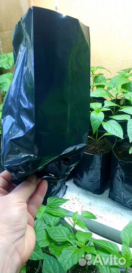 Перец Петра он же Реtеr рерреrсhili Willy