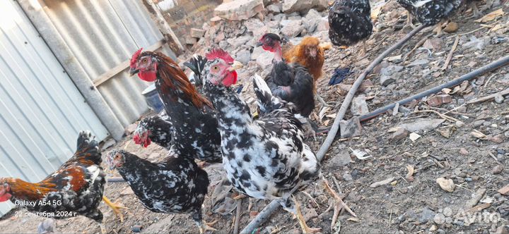 Петушки Ливенская Ситцевая