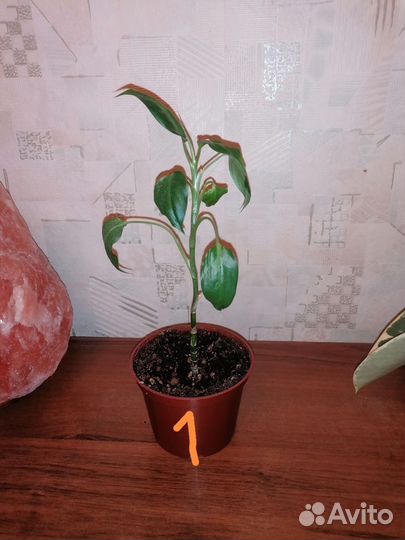 Диффенбахия Макулата Камилла