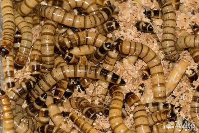 Зофобас, свечек, тараканы, мыши, саранча