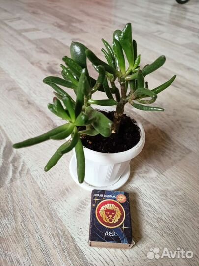 Крассула хоббит