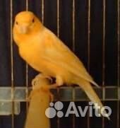 Канарейки певчие птицы
