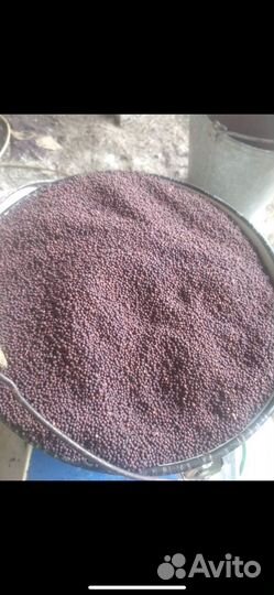 Семена рапса