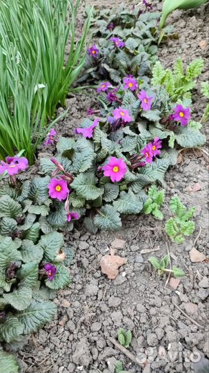 Многолетники для сада цветы