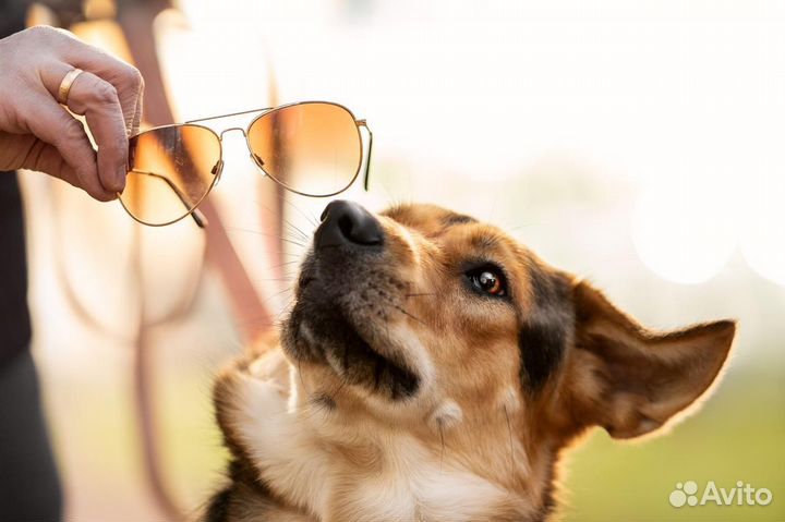 Афина-добрая, семейная собака ищет дом