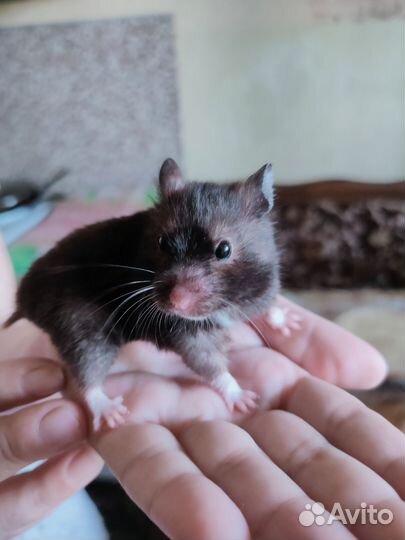 Сирийских хомяк