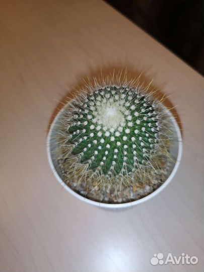 Кактус пародия крупный