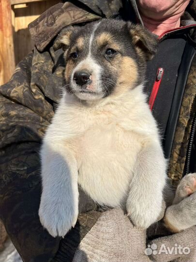 Собака щенок