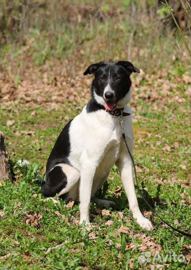 Умная молодая собака- отличный охранник