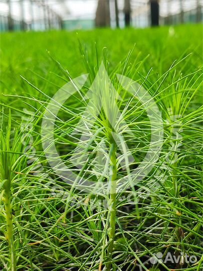 Сеянцы сосны и ели зкс