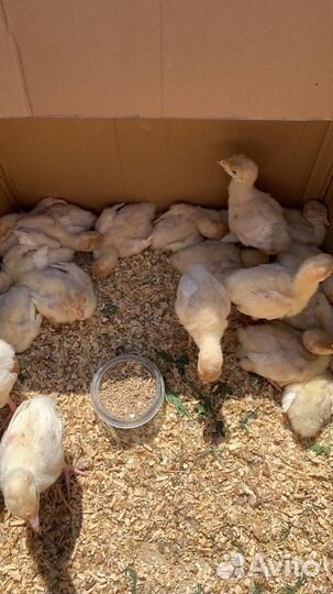 Цыплята домашние,бройлеры