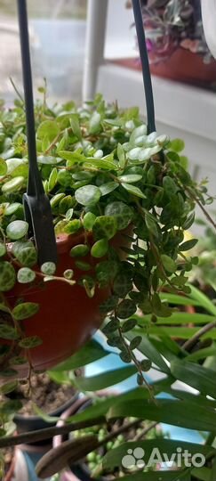 Пеперомия простата