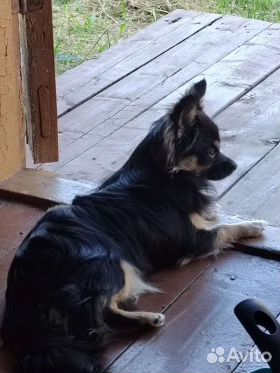 Вязка кобель чихуахуа