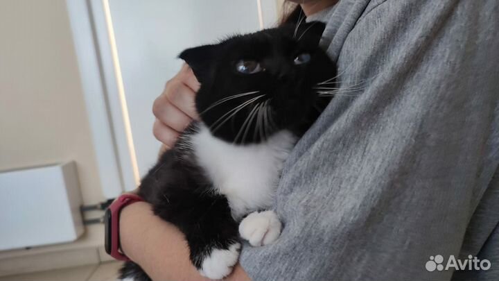 Кроткая и нежная вислоушка с космическими глазами