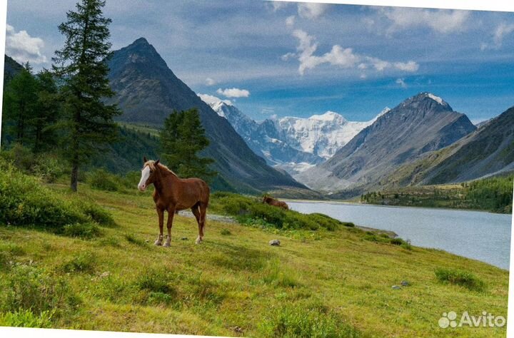 Турпоездка Алтай лето экскурсия до 7-ми дн