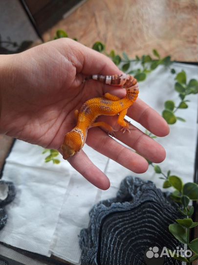 Эублефар с террариумом